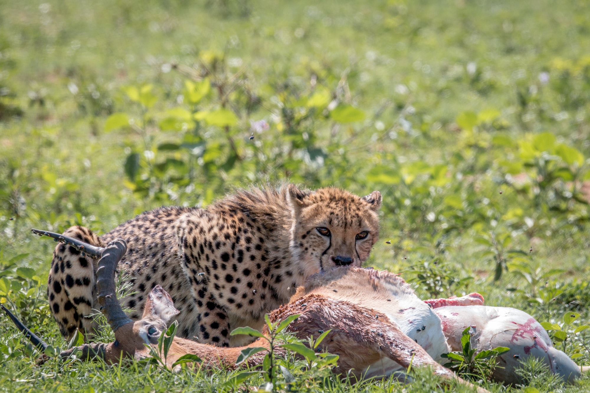Tanzania And Zanzibar Island Couples Safari 6 Cheetah feeding on an Impala kill.