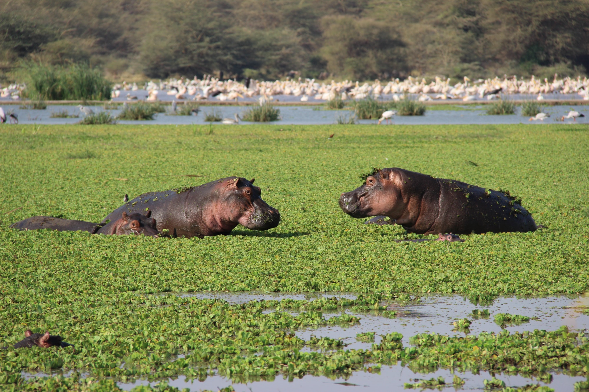Tanzania And Zanzibar Island Couples Safari 5 Lake Manyara