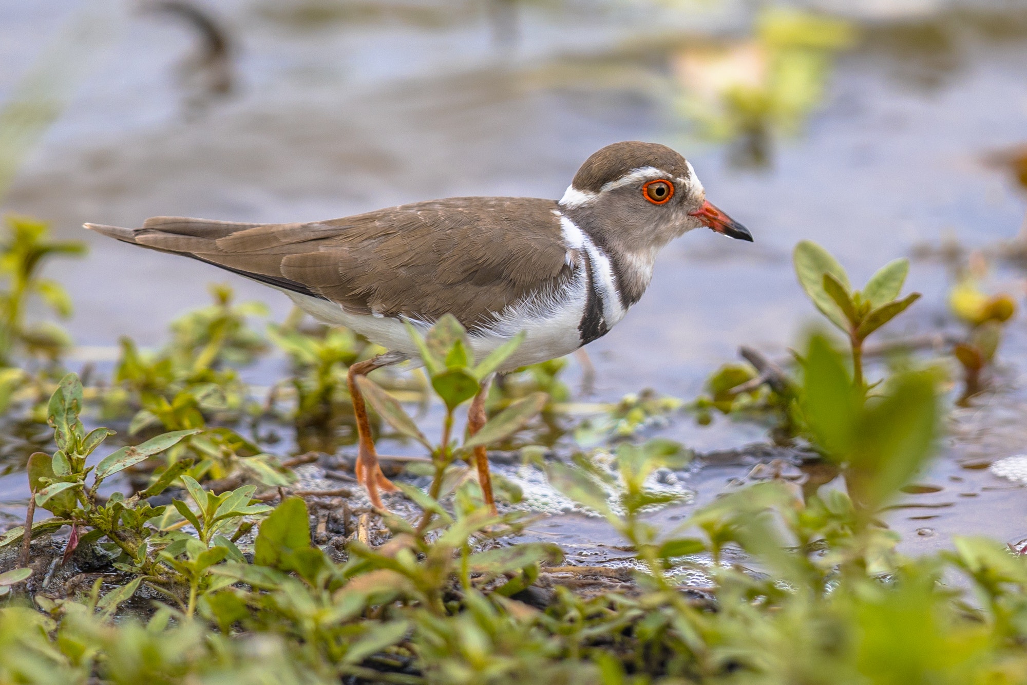 Tanzania And Zanzibar Island Couples Safari 8 Three banded plover