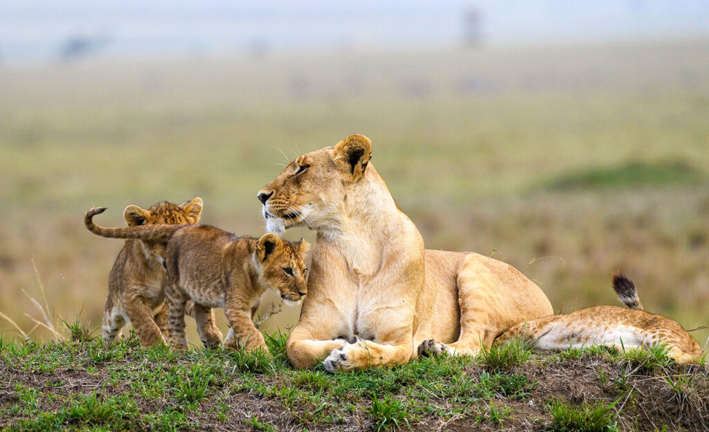 masai mara game reserve kenya safari tours from nairobi jt safaris julius safaris