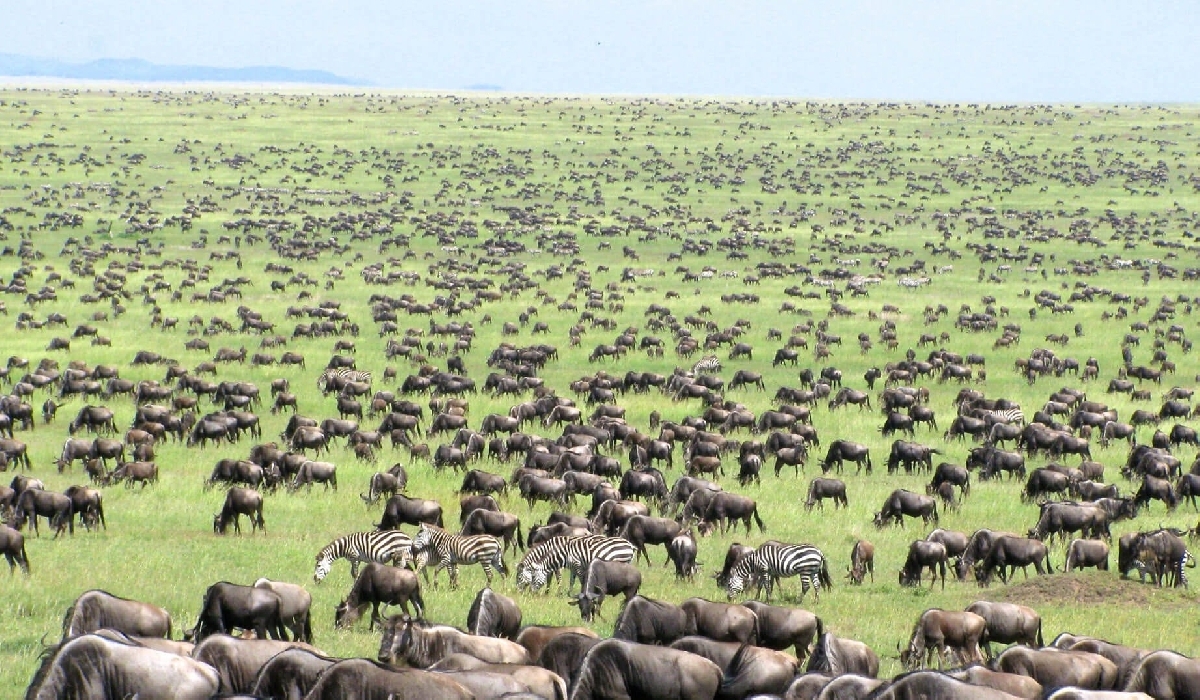 serengeti migration